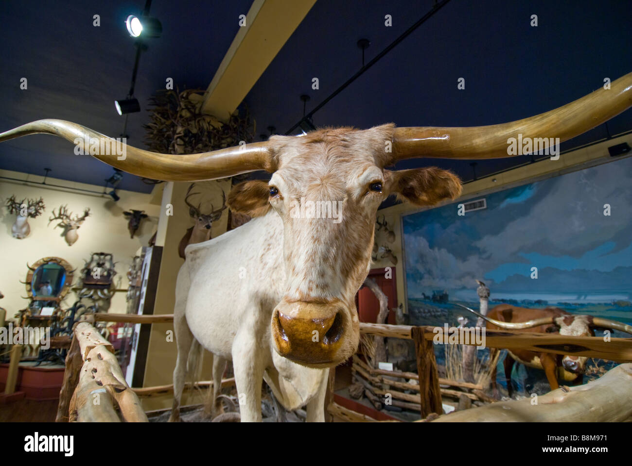 Buckhorn Saloon e Museo San Antonio Texas tx white longhorn steer iconico Museo simbolo Foto Stock