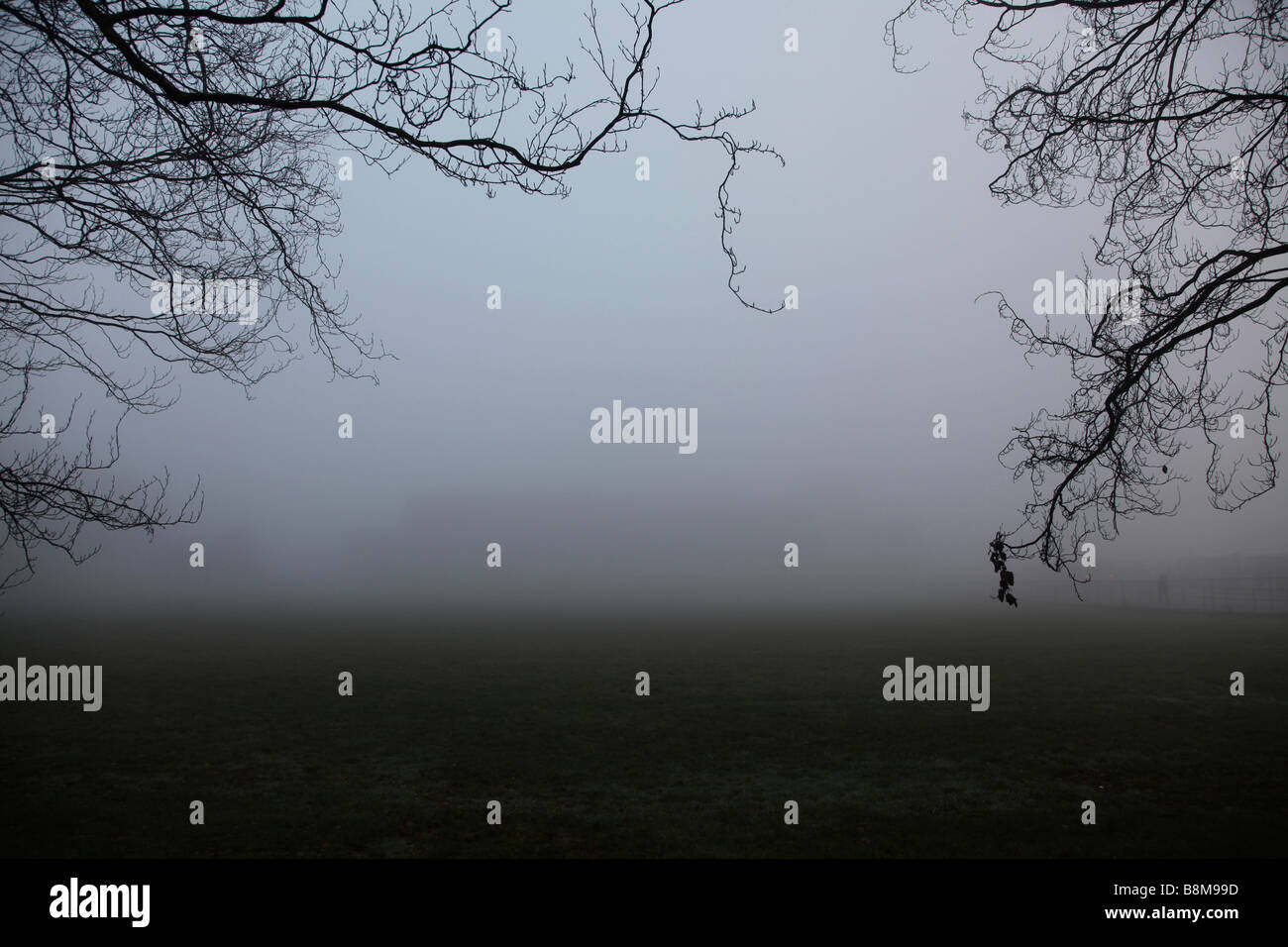 I rami degli alberi telaio una nebbia campo di erba Foto Stock