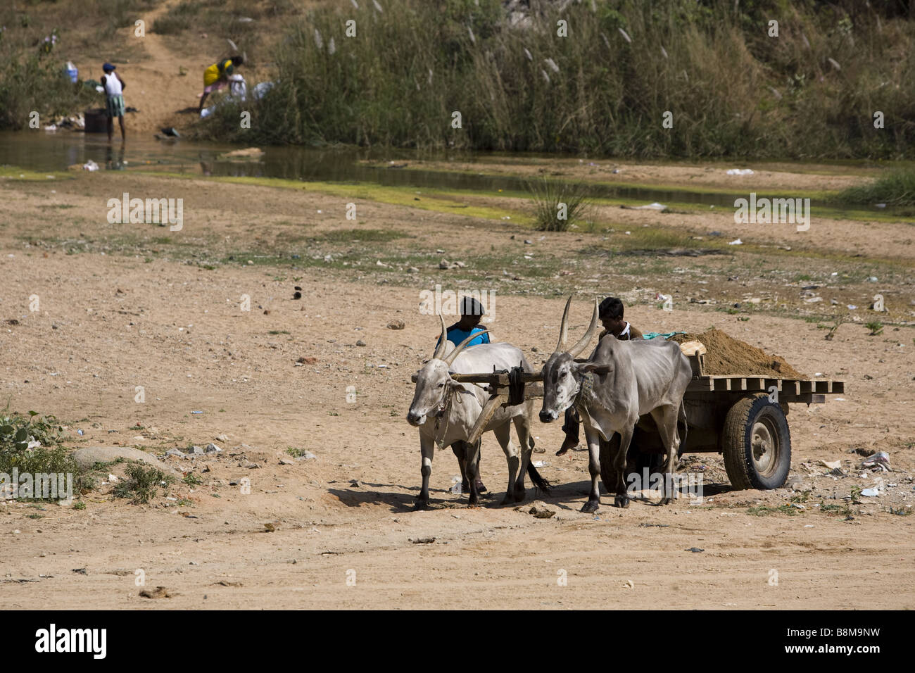 Zebù tirando il carrello con materiale da costruzione su di esso in India Foto Stock