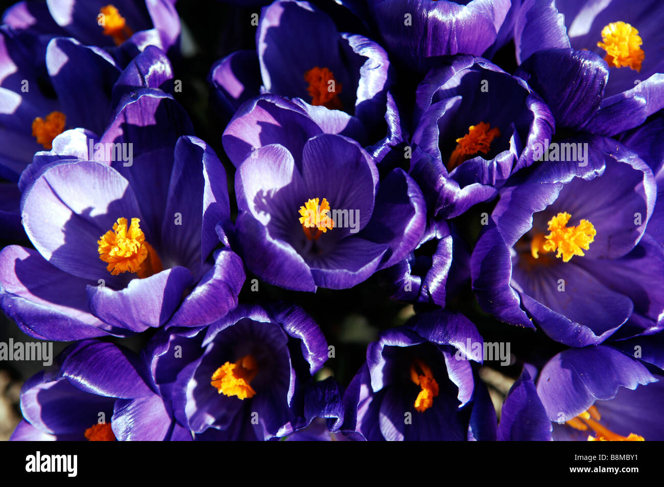 Blu porpora crocus piante in fiore Foto Stock