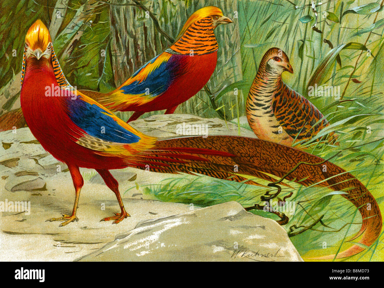 Golden Pheasant, Cinese fagiano, Chrysolophus pictus, Foto Stock