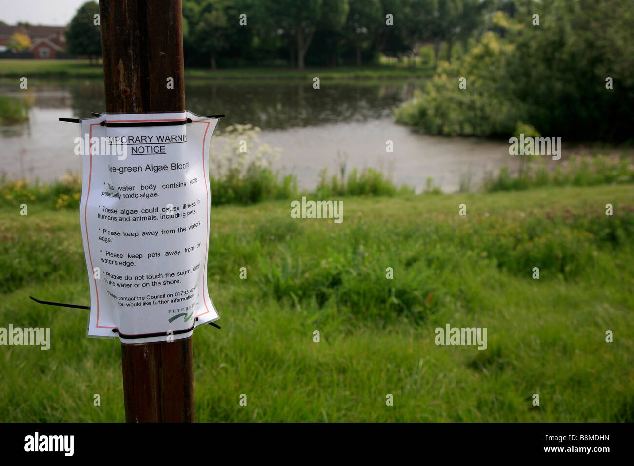 Segnale di avvertimento per indicare le sostanze tossiche alghe blu-verdi fiorisce in un lago di Peterborough Cambridgeshire County Inghilterra Gran Bretagna REGNO UNITO Foto Stock