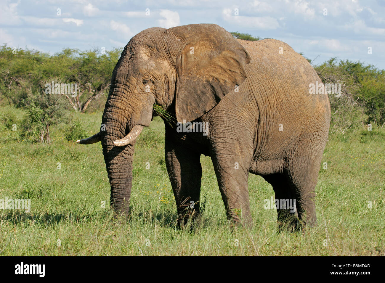 Una grande bolla africano Elefante africano (Loxodonta africana), il Parco Nazionale di Hwange, Zimbabwe, Sud Africa Foto Stock