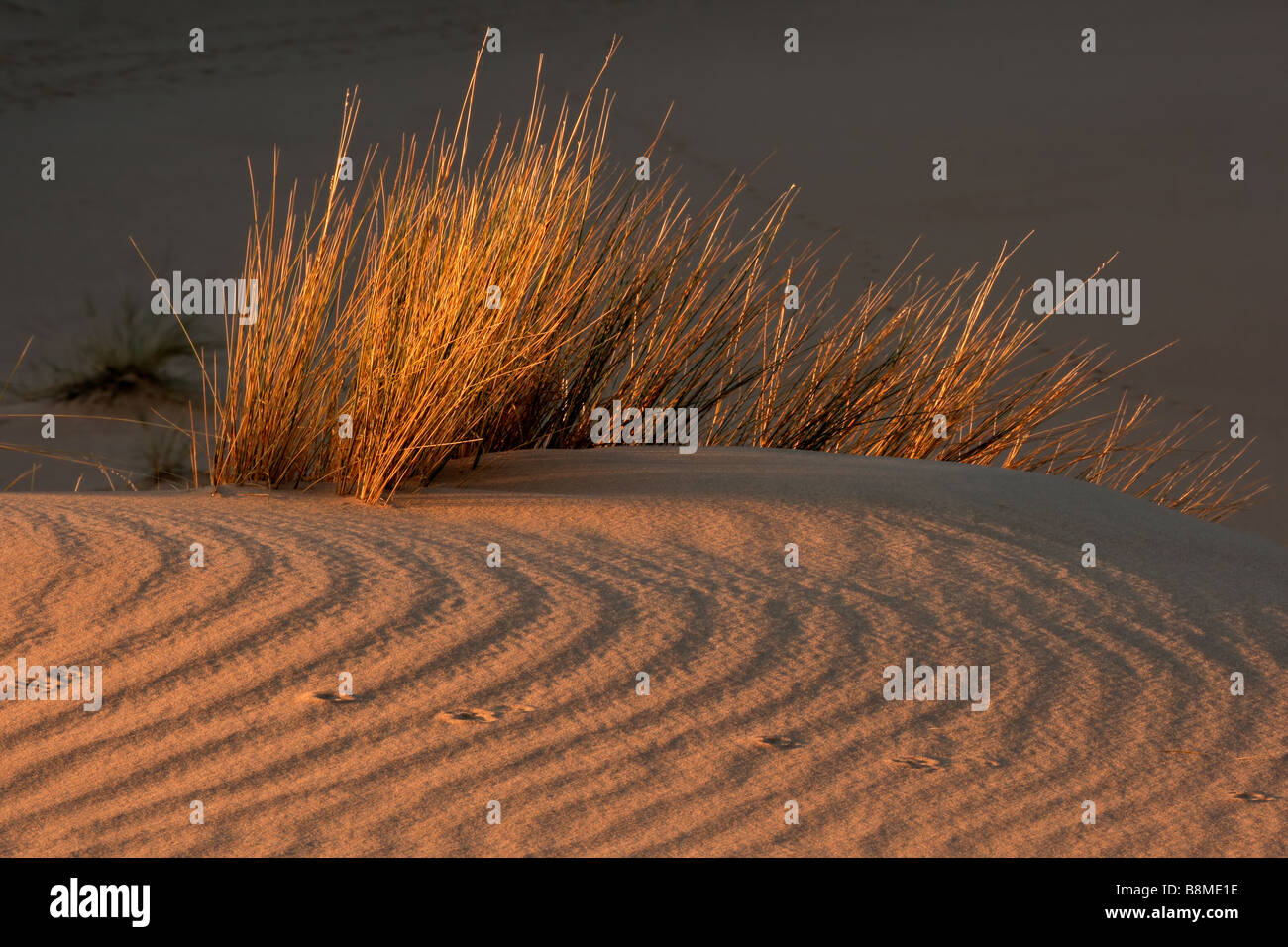 Erbe del deserto a trama sulla duna di sabbia nel tardo pomeriggio di luce, deserto Kalahari, Sud Africa Foto Stock