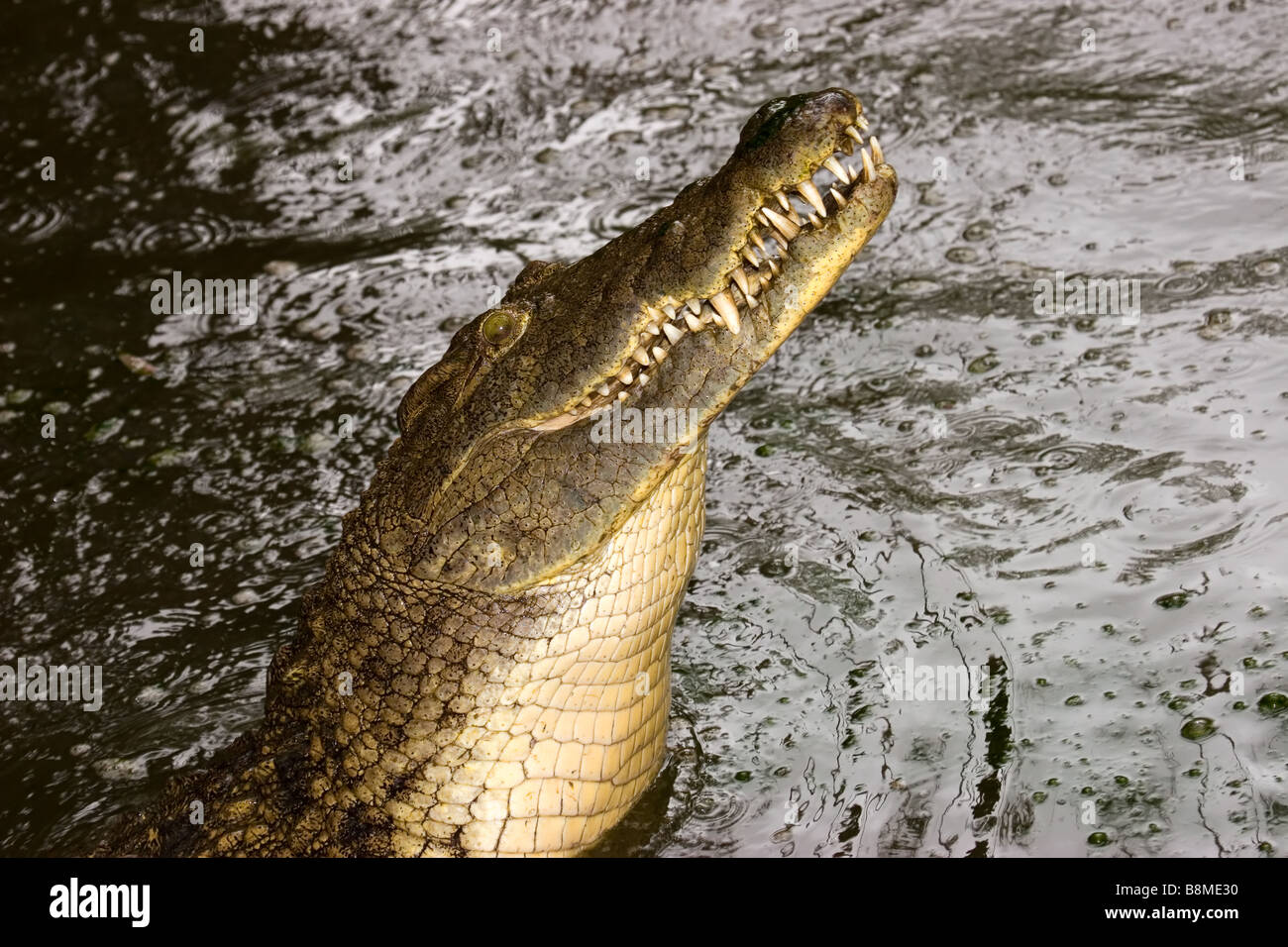 Ritratto di un aggressivo coccodrillo del Nilo (Crocodylus niloticus), Sud Africa Foto Stock