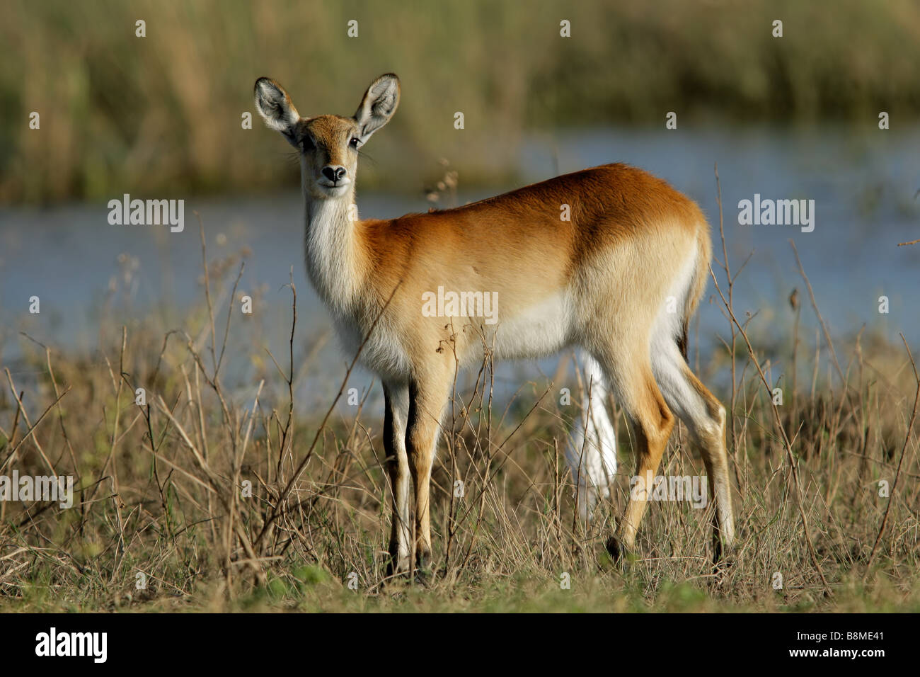 Una femmina red lechwe antilope (Kobus leche), Chobe National Park, Botswana, Sud Africa Foto Stock