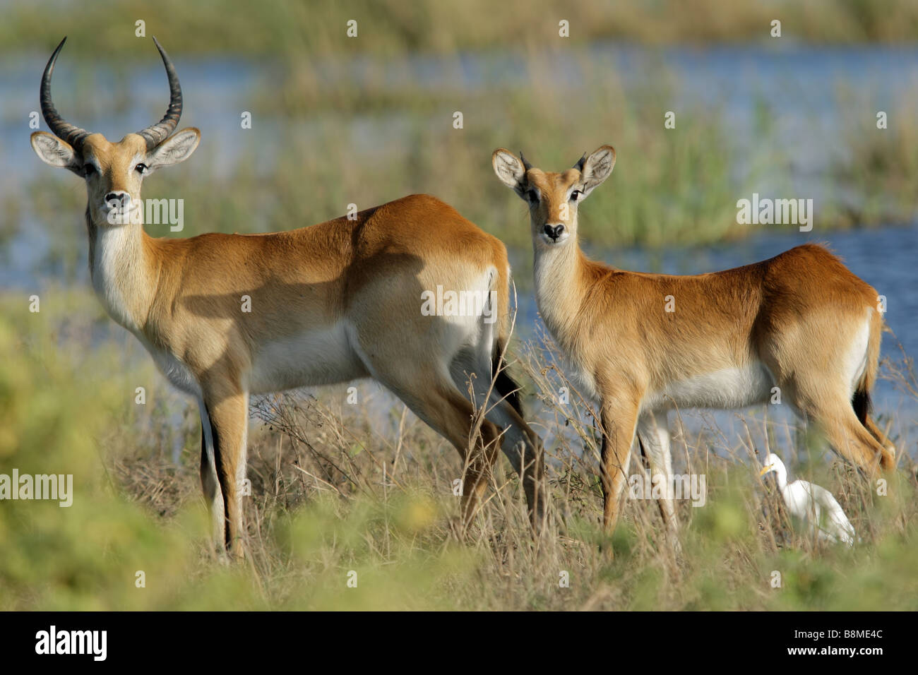 Un maschio e femmina rosso di antilopi lechwe (Kobus leche), Chobe National Park, Botswana, Sud Africa Foto Stock