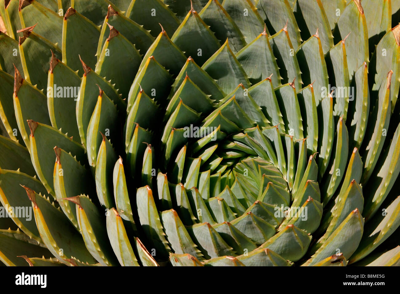 Vista ravvicinata delle foglie di una spirale aloe (Aloe polyphylla), Sud Africa Foto Stock