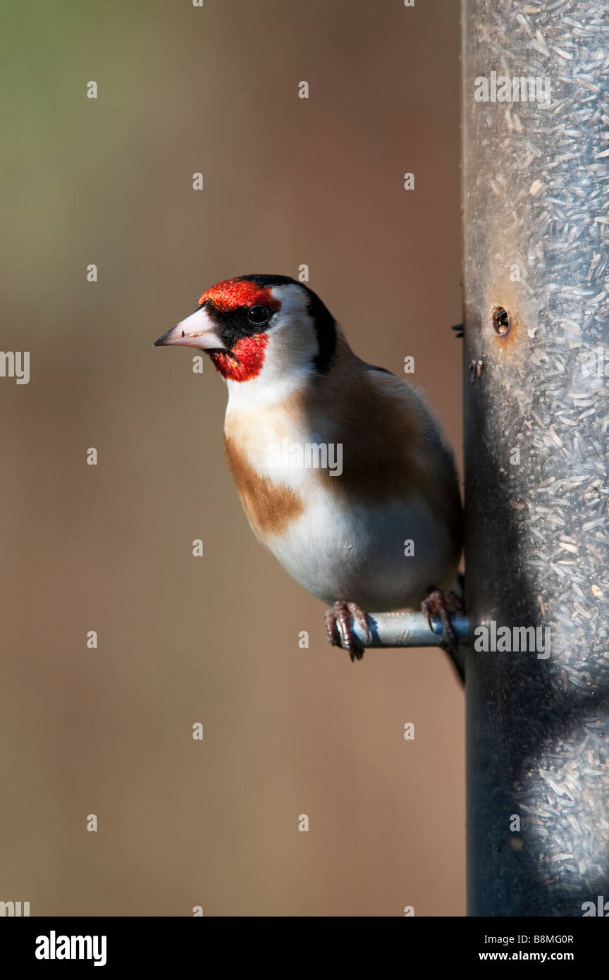Carduelis carduelis. Cardellino su uccello alimentatore di sementi Foto Stock
