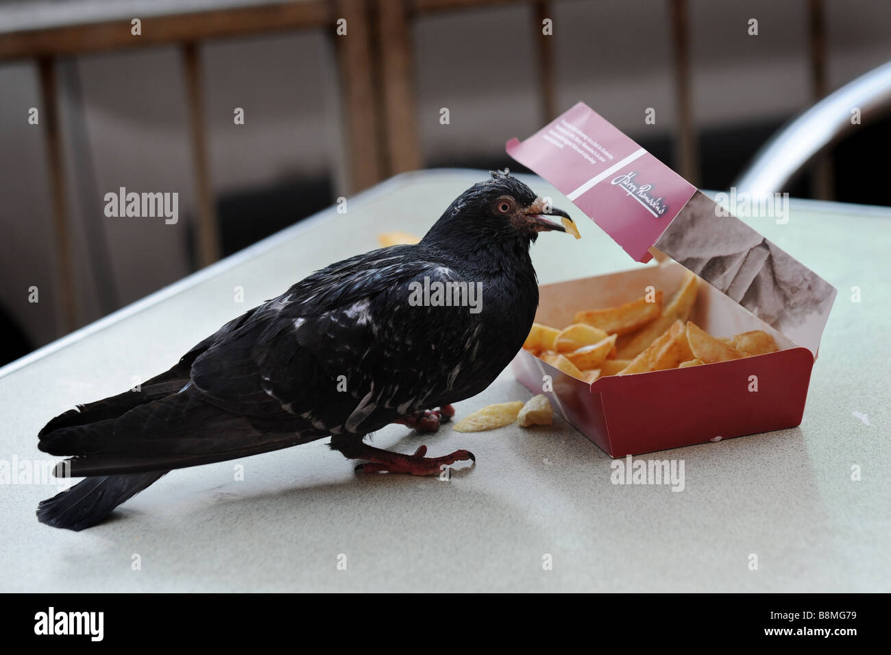 Una brutta cercando piccione si infila in alcuni Harry Ramsdens chip sul lungomare di Brighton Foto Stock