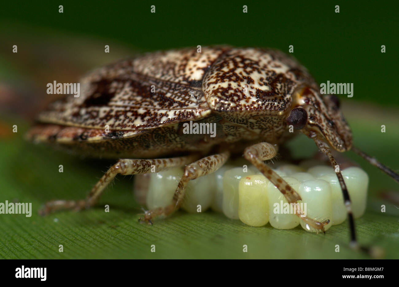 Il fetore Bug Costa Rica Foto Stock