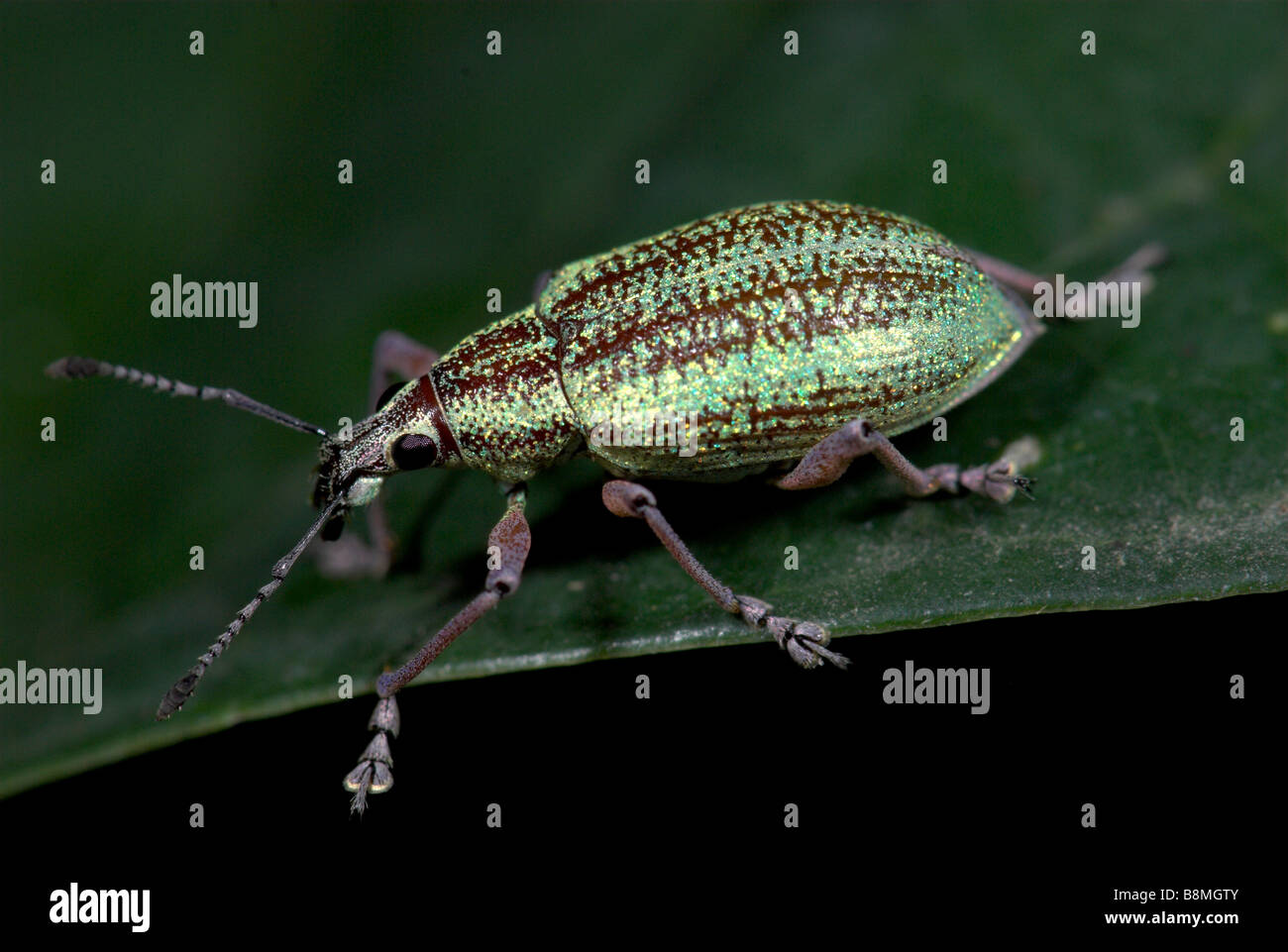 Family curculionidae immagini e fotografie stock ad alta risoluzione ...