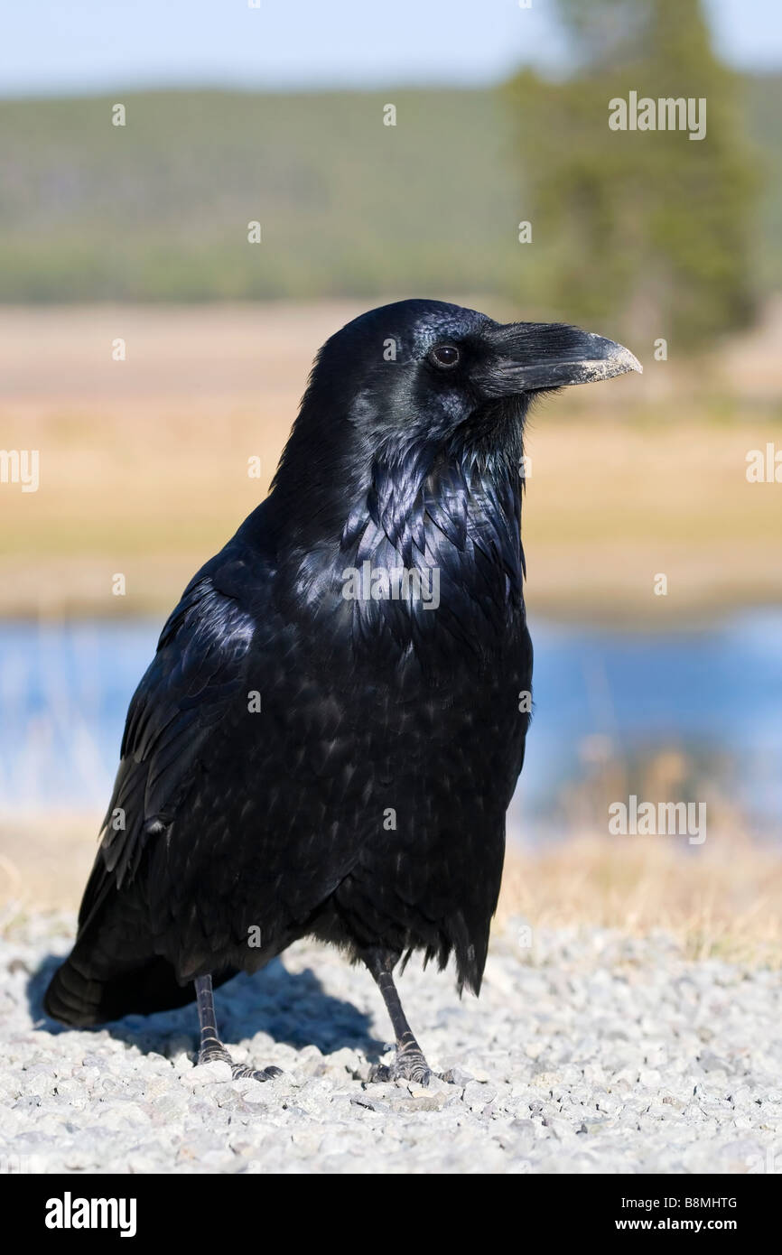 Un adulto Raven Foto Stock