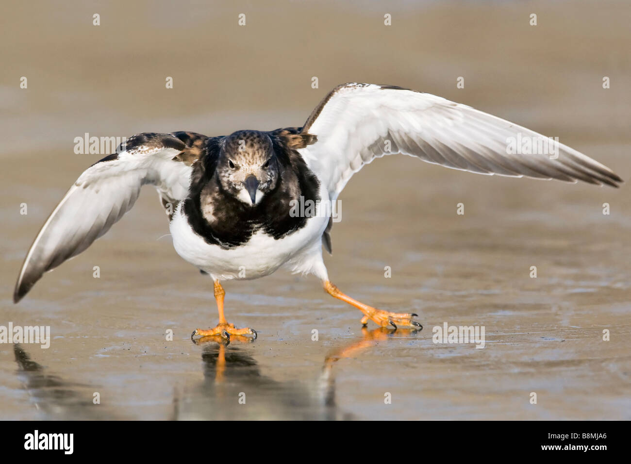 Turnstone danza su ghiaccio Foto Stock