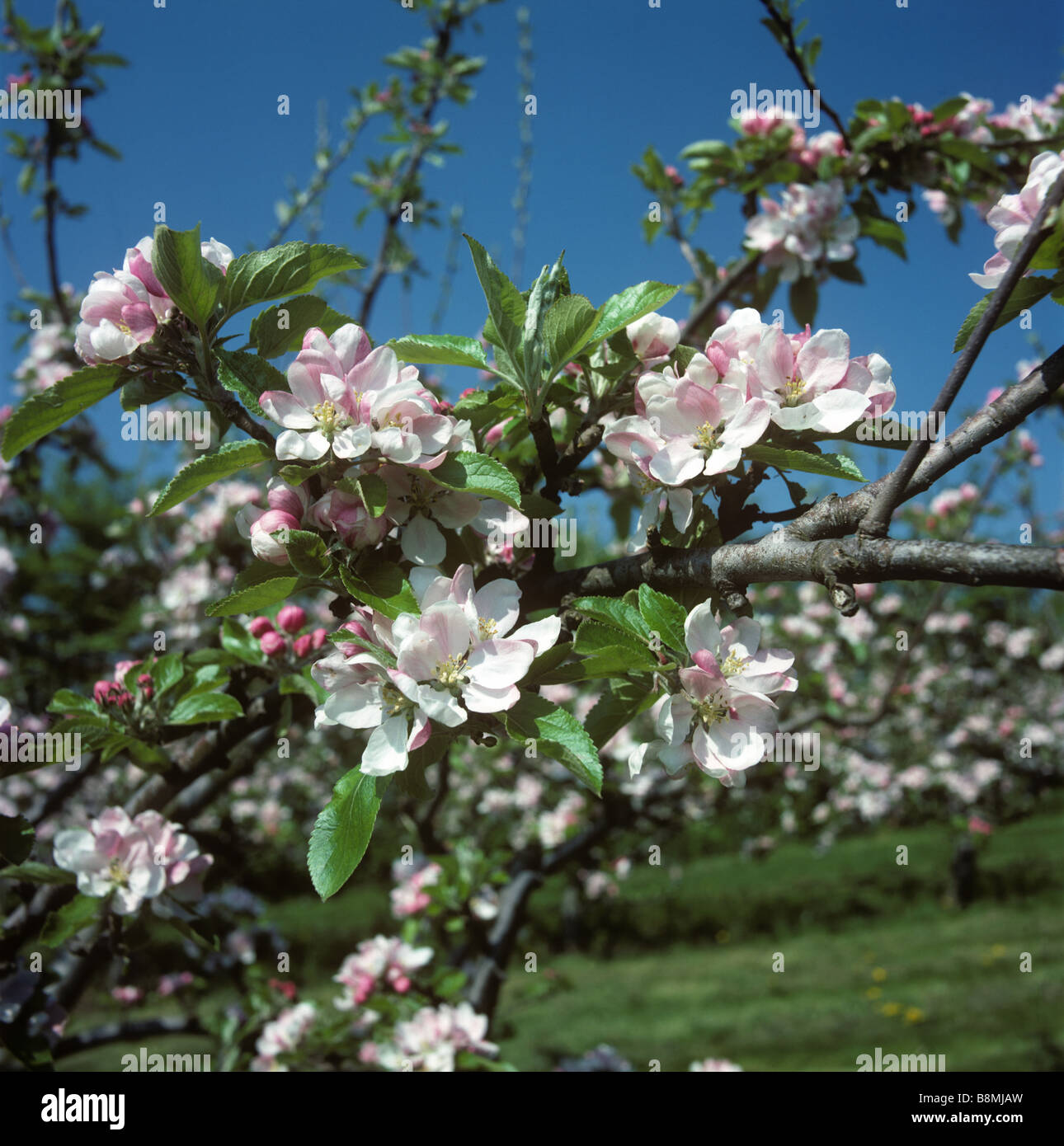 Apple Blossom om alberi in piena fioritura in un frutteto vicino a Evesham Foto Stock