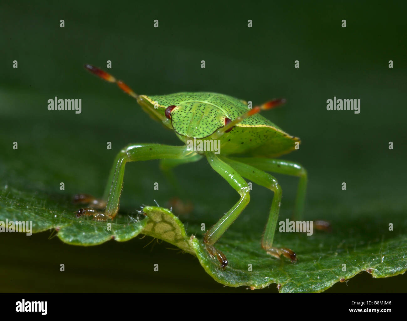 Tartaruga o scudo Bug Eurygaster maura REGNO UNITO Foto Stock