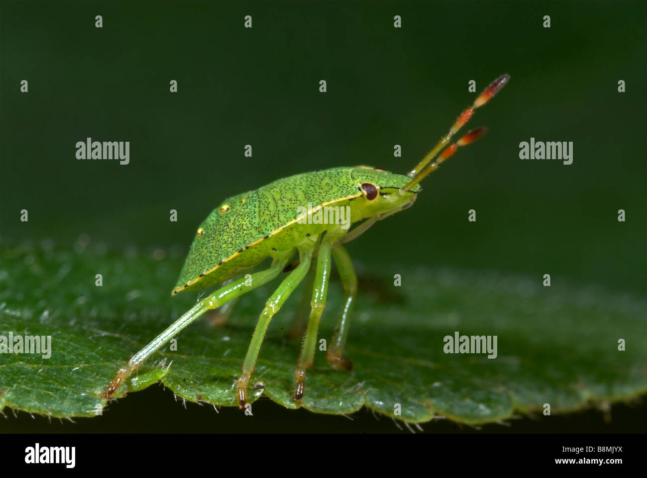 Tartaruga o scudo Bug Eurygaster maura REGNO UNITO Foto Stock