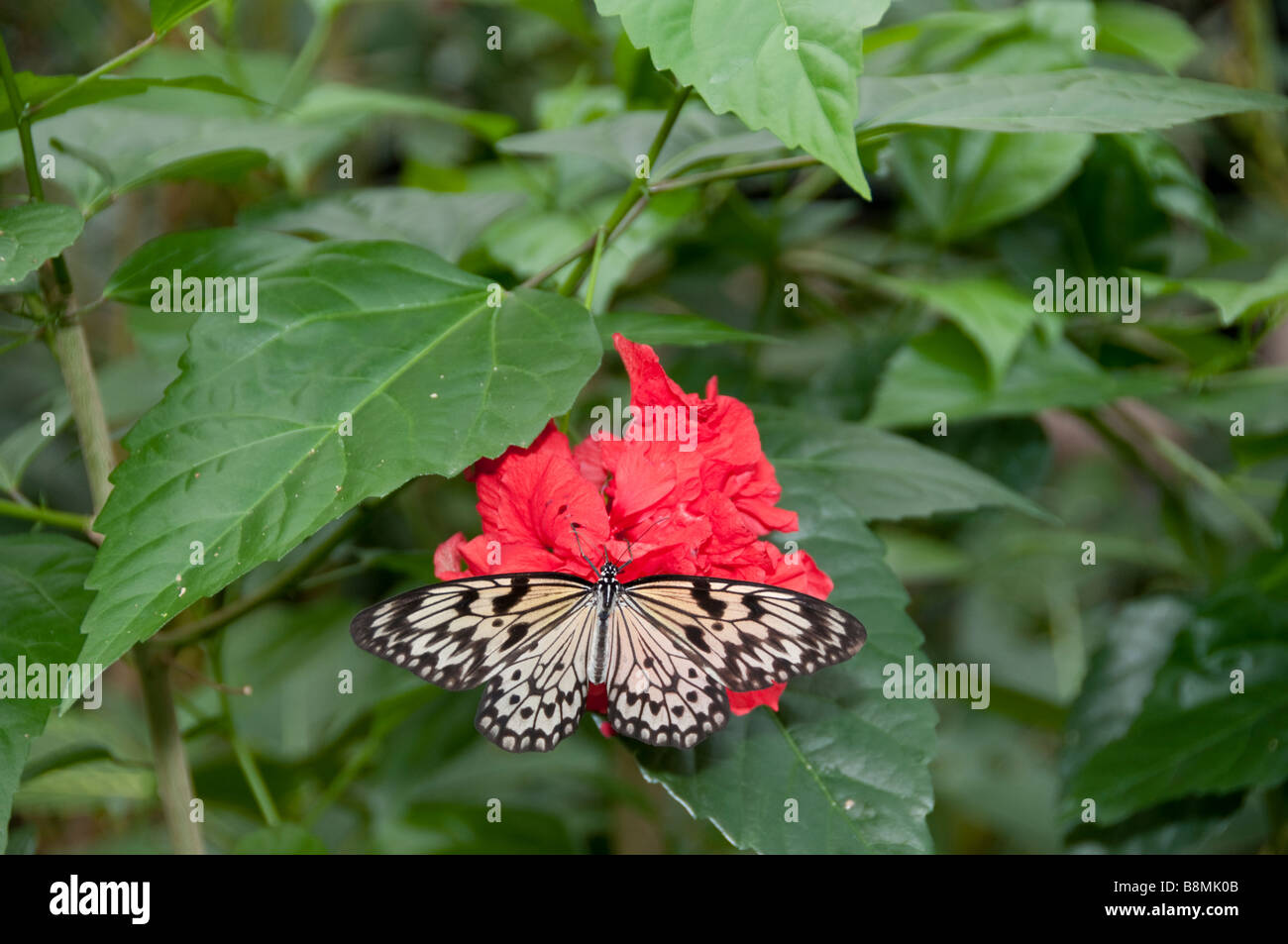 Ninfa ad albero farfalla sul fiore rosso Foto Stock