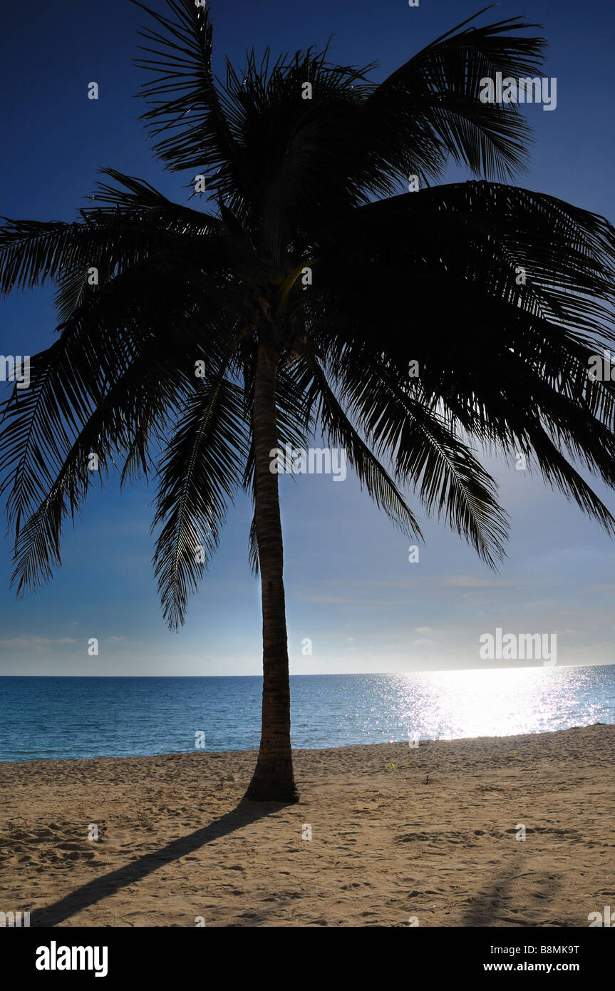 Dettaglio della palma da cocco albero tropicale sulla spiaggia cubana Foto Stock