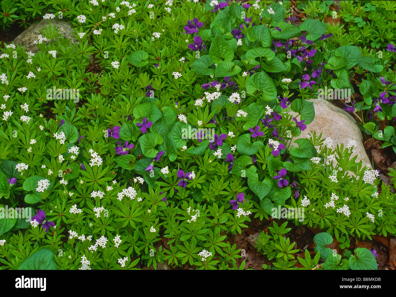 Close up groundcover Sweet Woodruff (Galium odoratum) di erbe odorose fioriture primaverili con dolci violette. Foto Stock