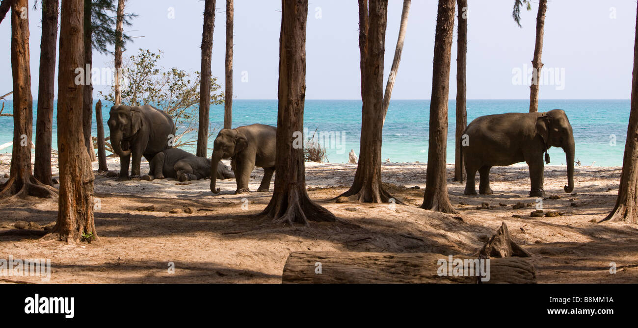 India Andamane e Nicobare Havelock island Kala Pathar elephant training camp Foto Stock