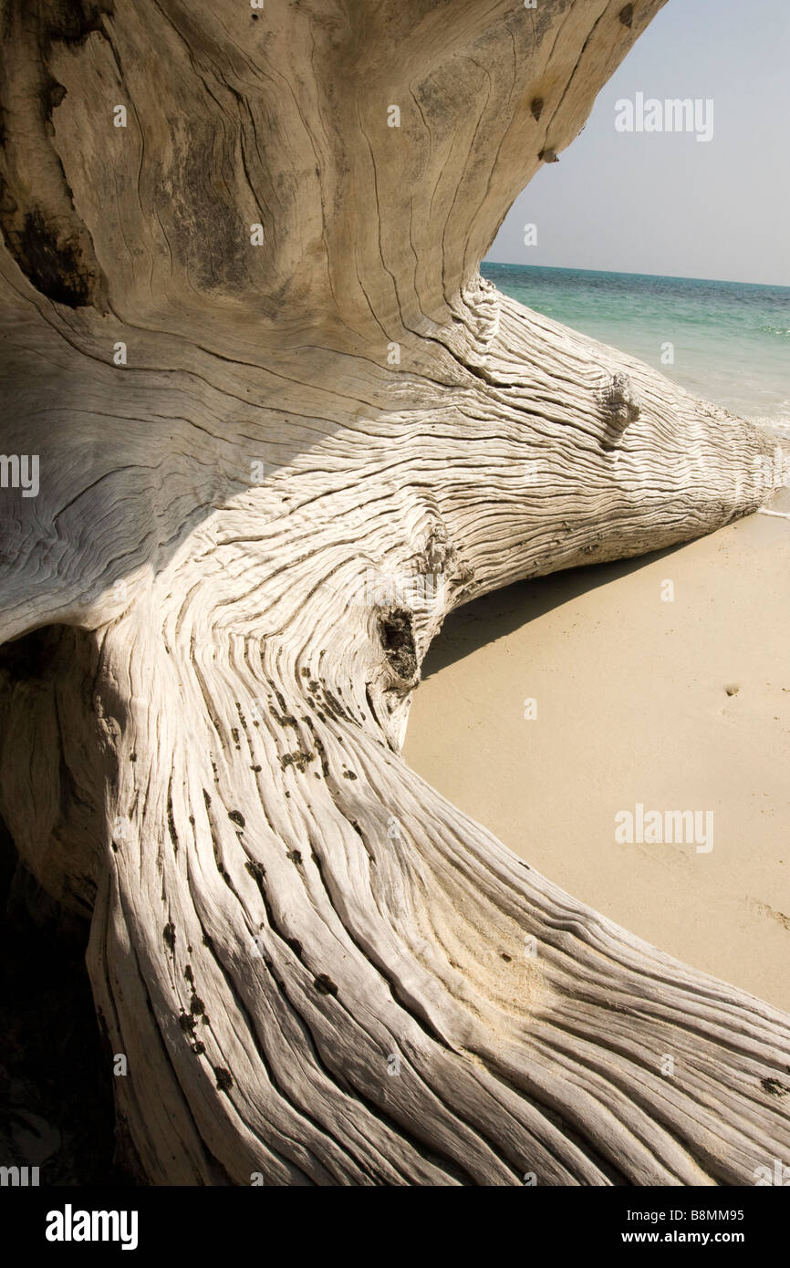 India Andamane e Nicobare Havelock island Kala Pathar weatherbeaten tsunami albero danneggiato Foto Stock