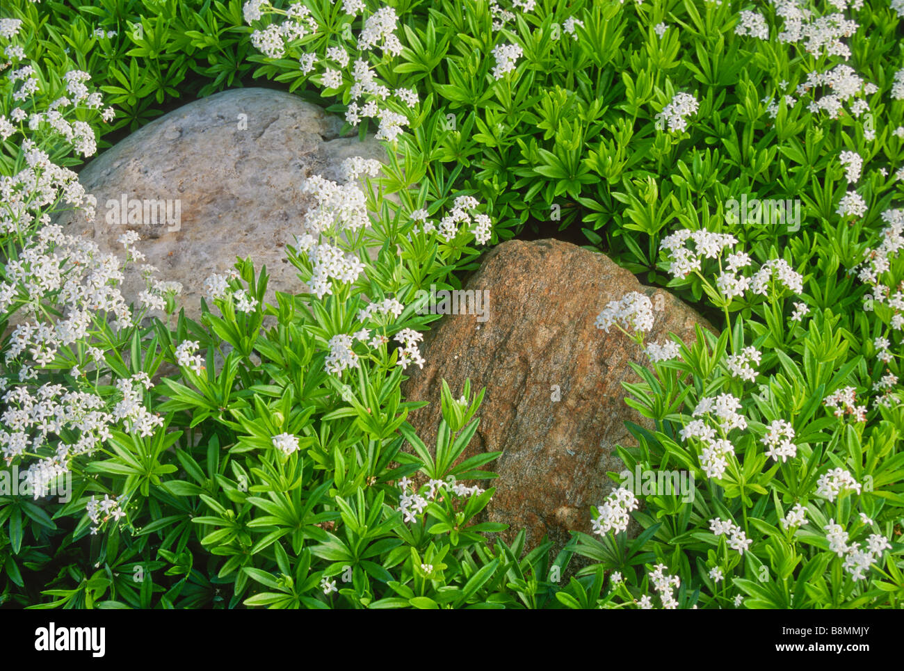 Close up groundcover Sweet Woodruff (Galium odoratum) di erbe odorose fioriture primaverili. Foto Stock