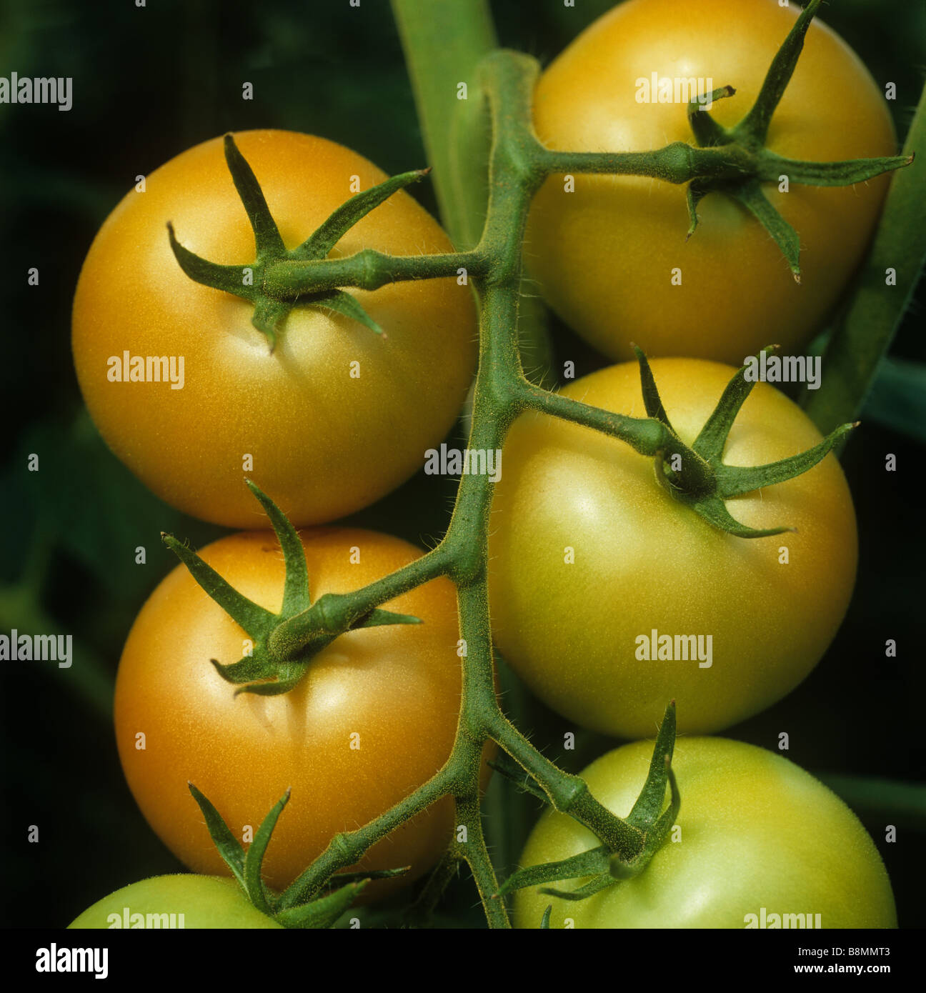La maturazione da verde a rosso pomodoro di travatura reticolare di frutta in una serra commerciale nella fase corretta per il prelievo Foto Stock