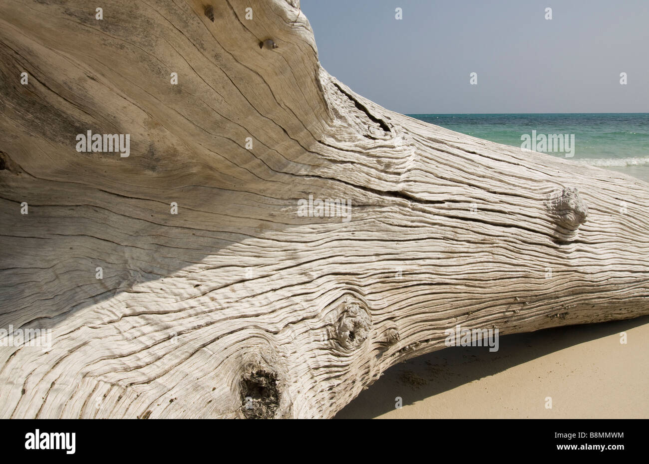 India Andamane e Nicobare Havelock island Kala Pathar weatherbeaten tsunami albero danneggiato Foto Stock