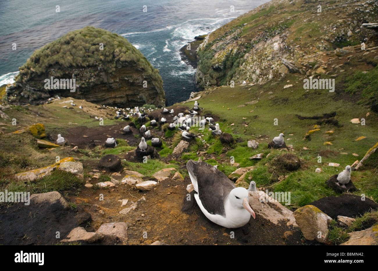 Un Black-browed Albatross colonia nidificazione (Thalassarche melanophrys) sulle Isole Falkland. Foto Stock