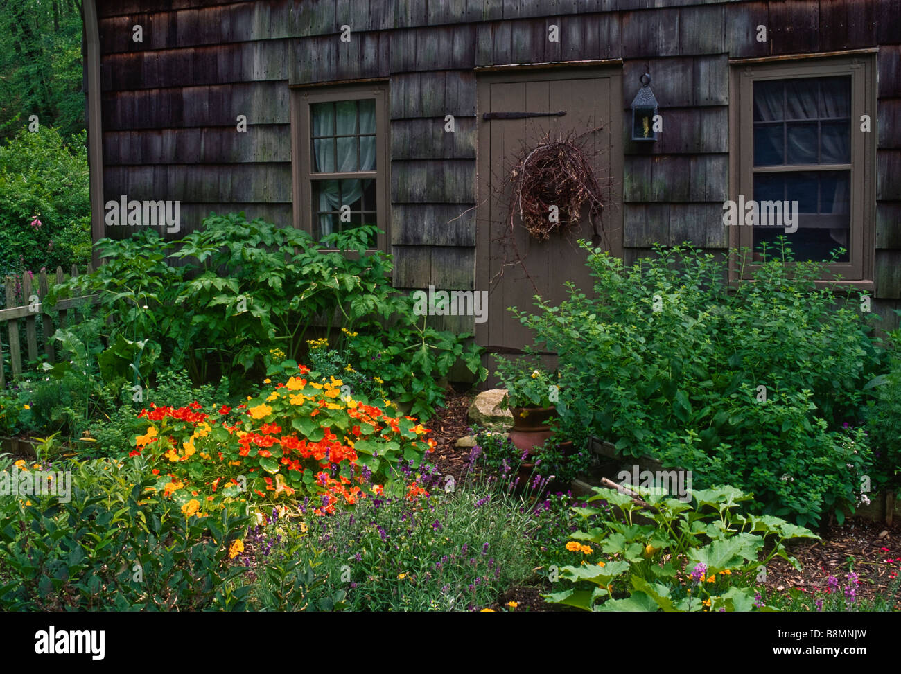 Questo in stile coloniale dooryard orto di erbe aromatiche e di verdura funzioni storicamente corretto delle piante e un vitigno corona sulla porta. Foto Stock