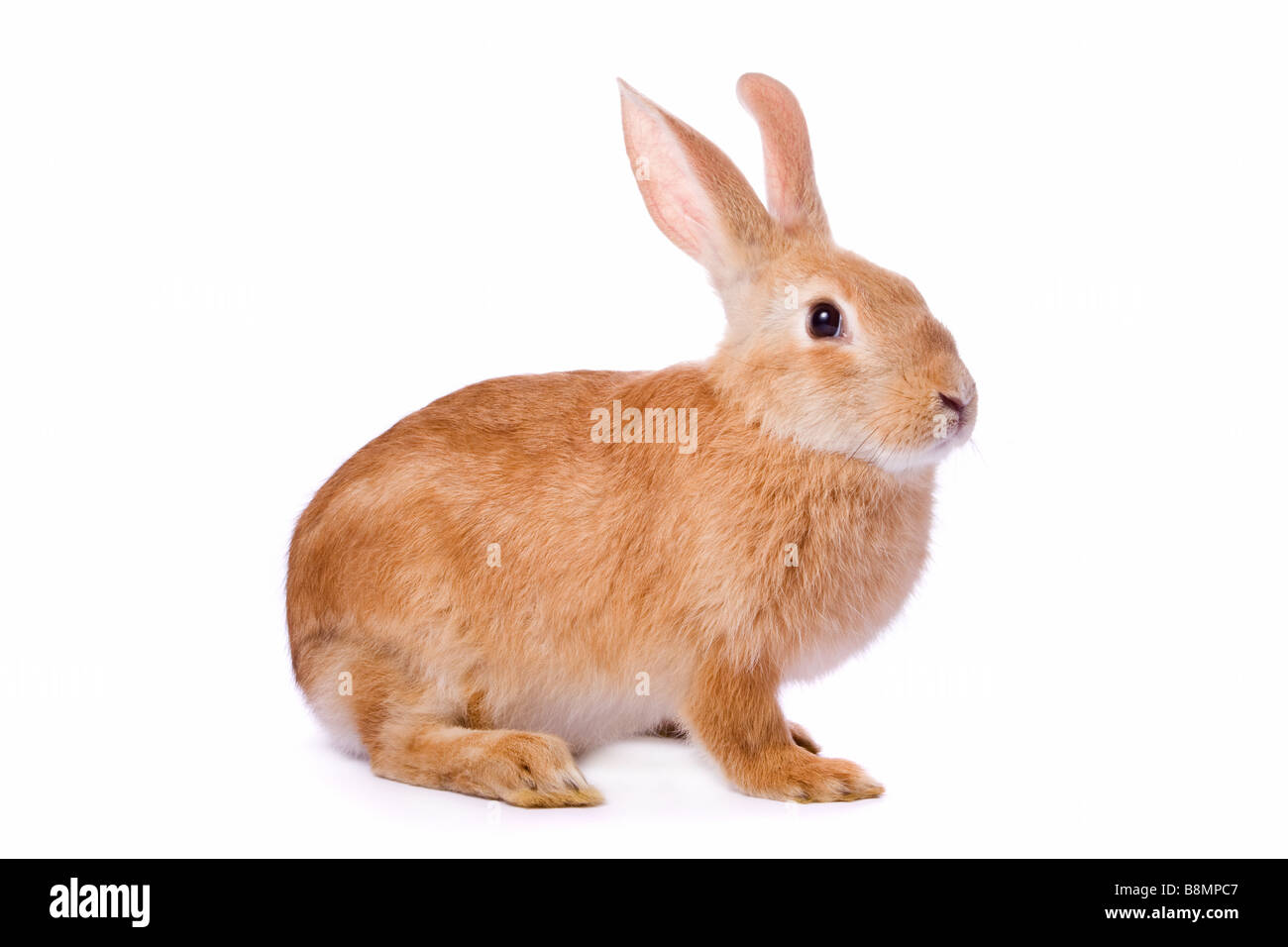 Curioso giovane coniglio rosso isolato su sfondo bianco /// coniglietto pasquale per tagliare lo sfondo bianco intaglio carino guardare divertenti snooping curioso pet Foto Stock