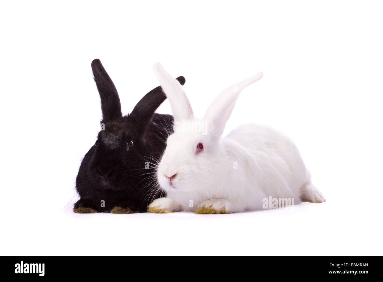 Nero e di coniglio coniglio bianco isolato su sfondo bianco Foto Stock