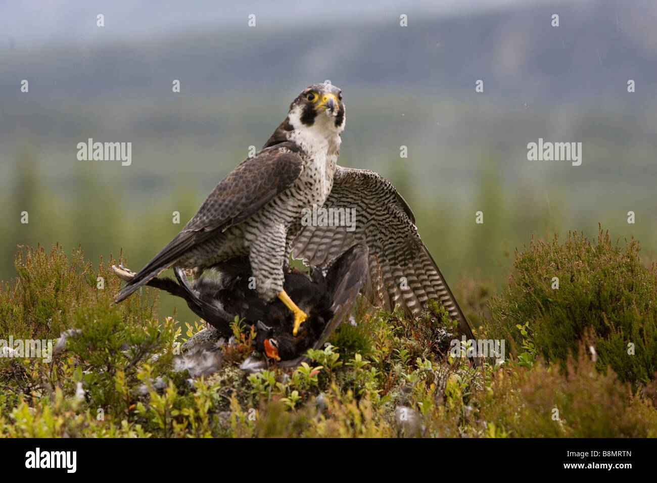 Peregrin Falcon su Red Grouse Foto Stock