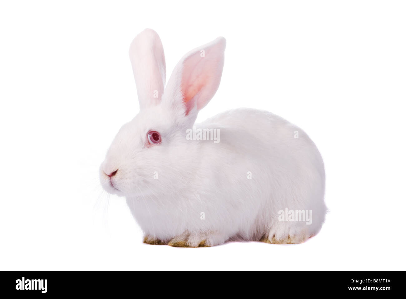 Giovane e timido coniglio bianco isolato su sfondo bianco Foto Stock