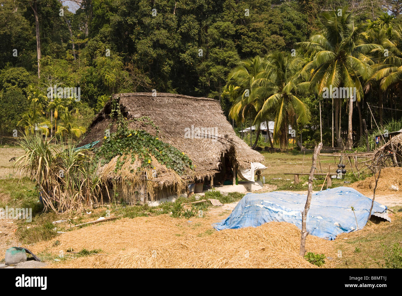 India Andamane e Nicobare Havelock island Kala Pathar smallholding nel bosco Foto Stock