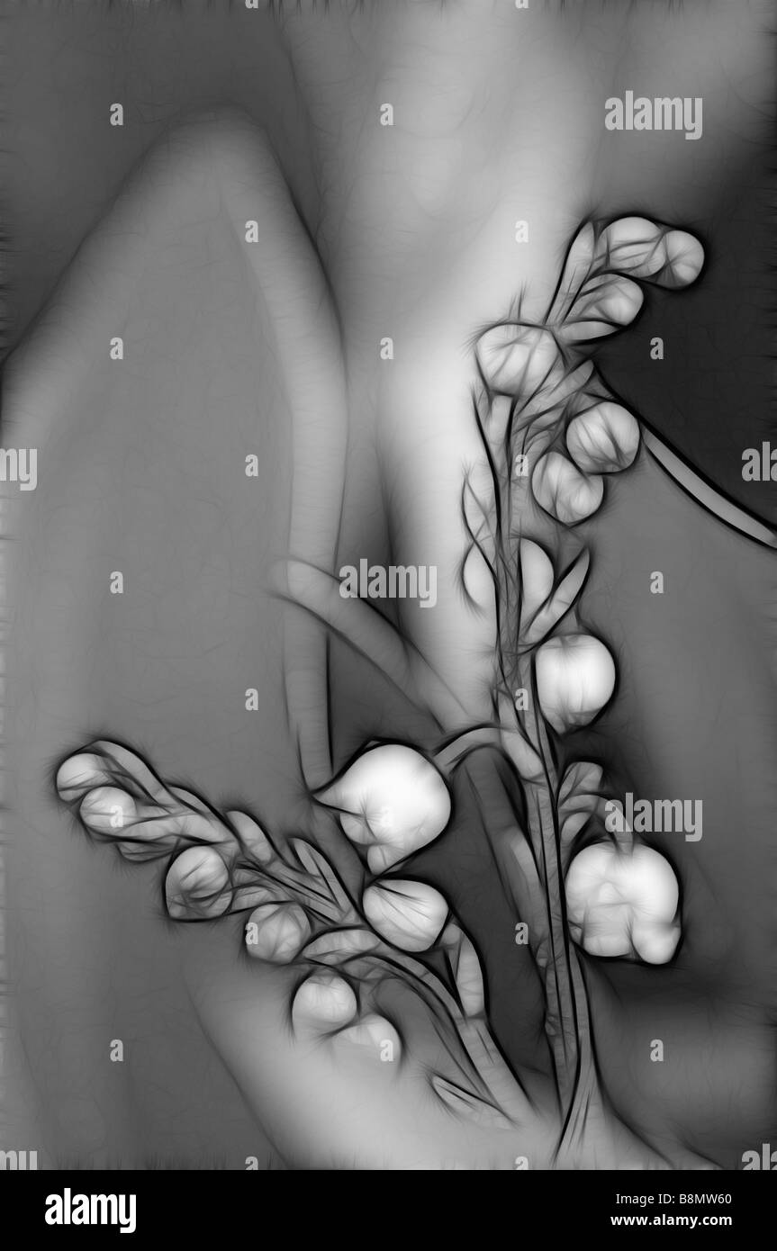 Schizzo di bianco il giglio della valle dei fiori Foto Stock