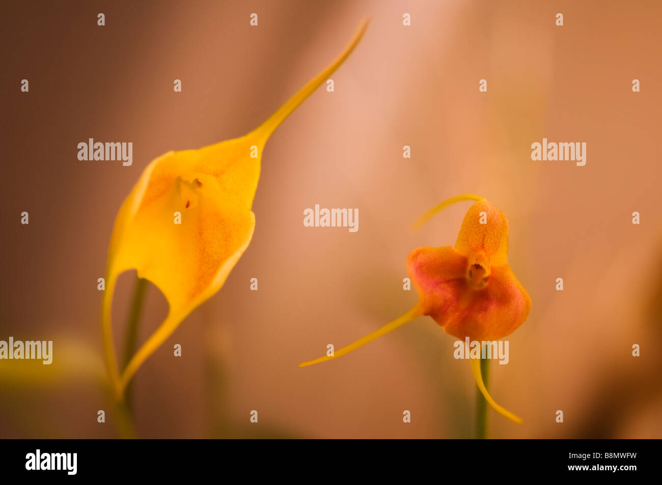 Masdevallia Orchid Flower Duo. Fiori diversi, uno è giallo, un altro arancione Foto Stock