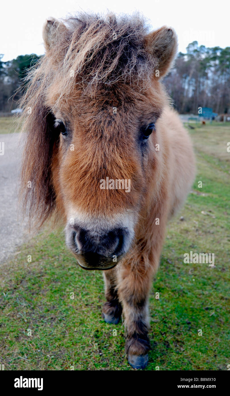 Un pony Shetland nella nuova foresta Foto Stock