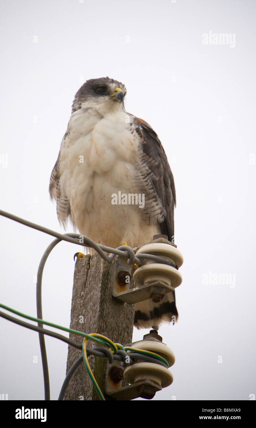 Falco variabile appollaiato su un palo. Foto Stock