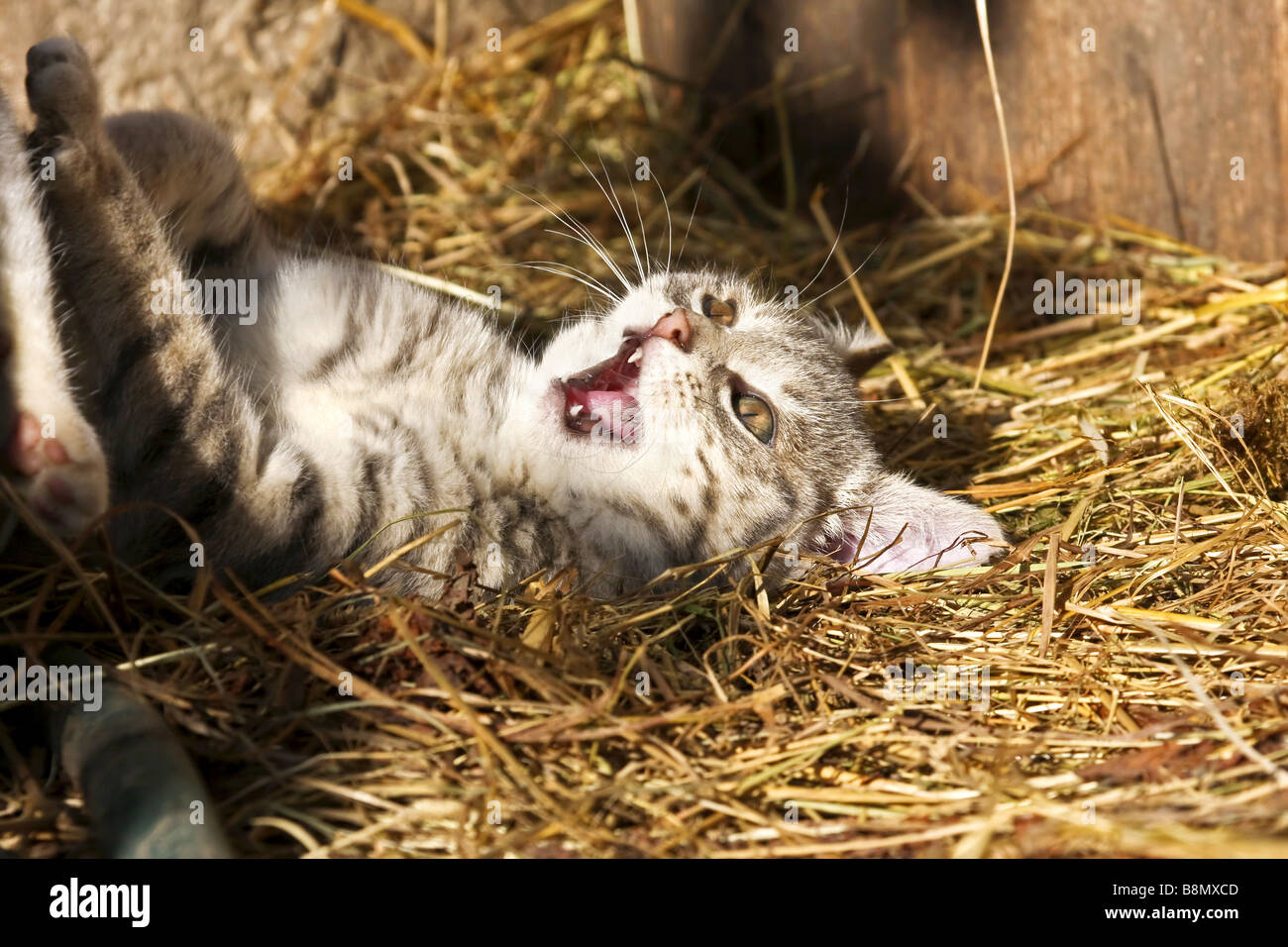 Il gatto domestico, il gatto di casa (Felis silvestris f. catus), cat oziare in paglia mentre è soleggiato Foto Stock