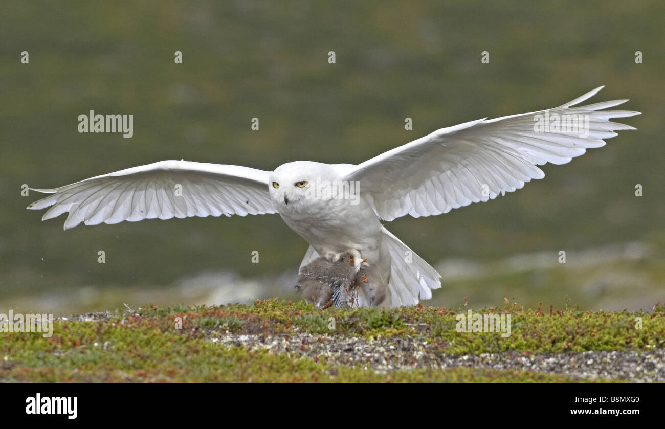 Civetta delle nevi (Strix scundiaca, Nyctea scundiaca, Bubo scundiacus), con la preda, Norvegia, Penisola Varanger Foto Stock