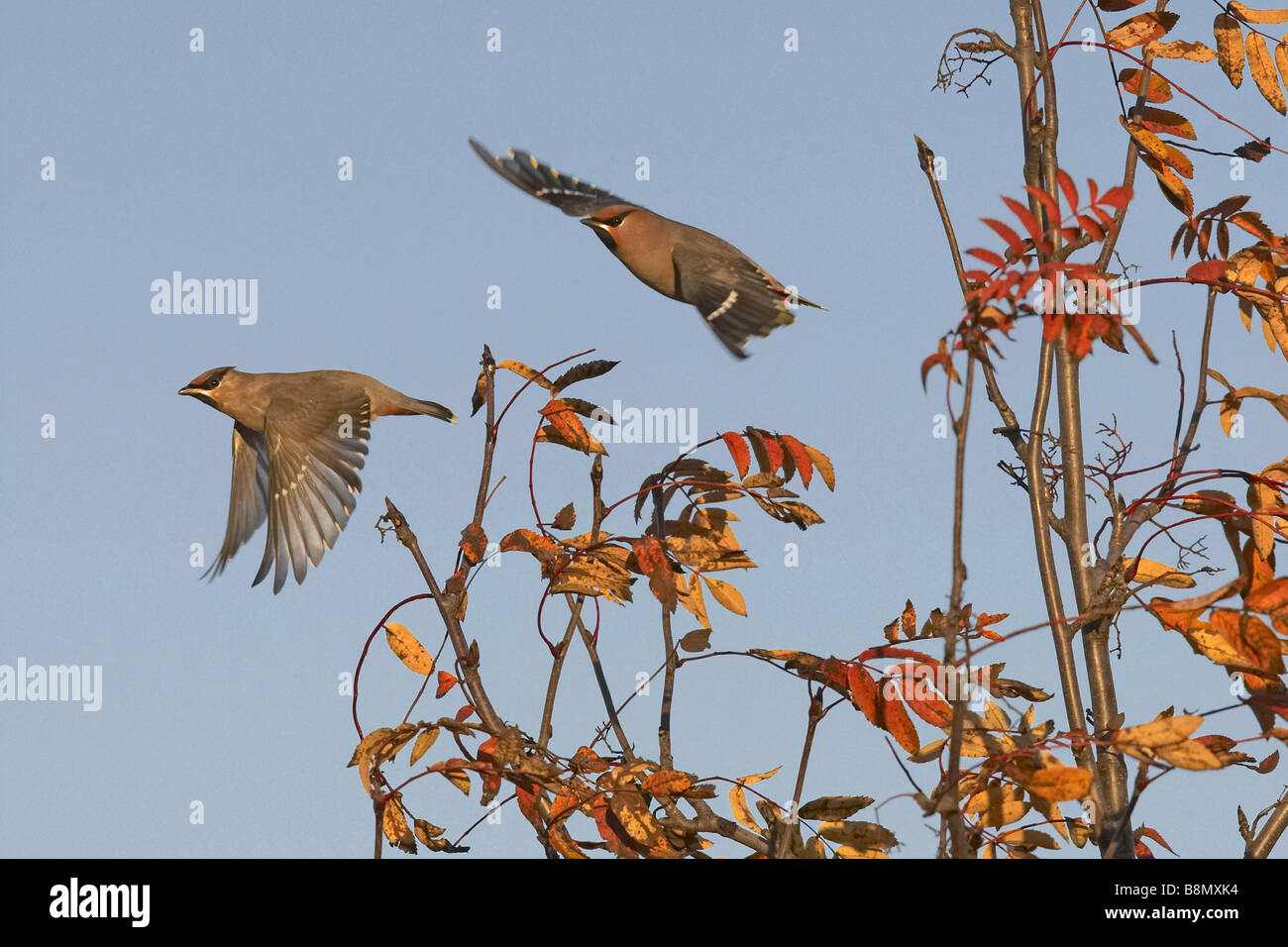 Bohemian waxwing (Bombycilla garrulus), due individui flying off , Finlandia Foto Stock