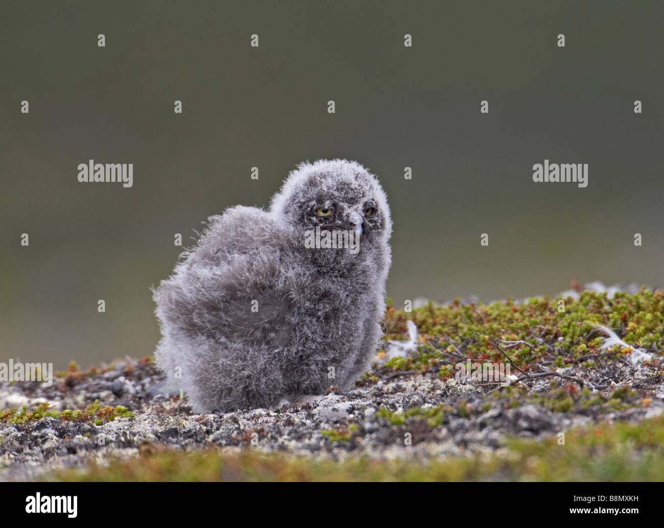 Civetta delle nevi (Strix scundiaca, Nyctea scundiaca, Bubo scundiacus), neonata, Finlandia Foto Stock