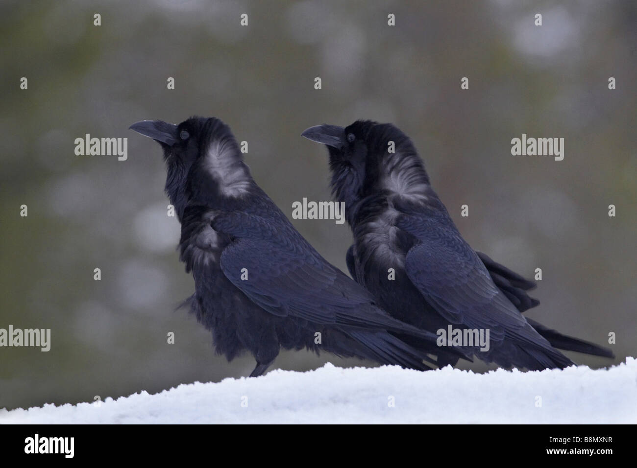 Comune di corvo imperiale (Corvus corax), due individui nella neve, Finlandia Foto Stock