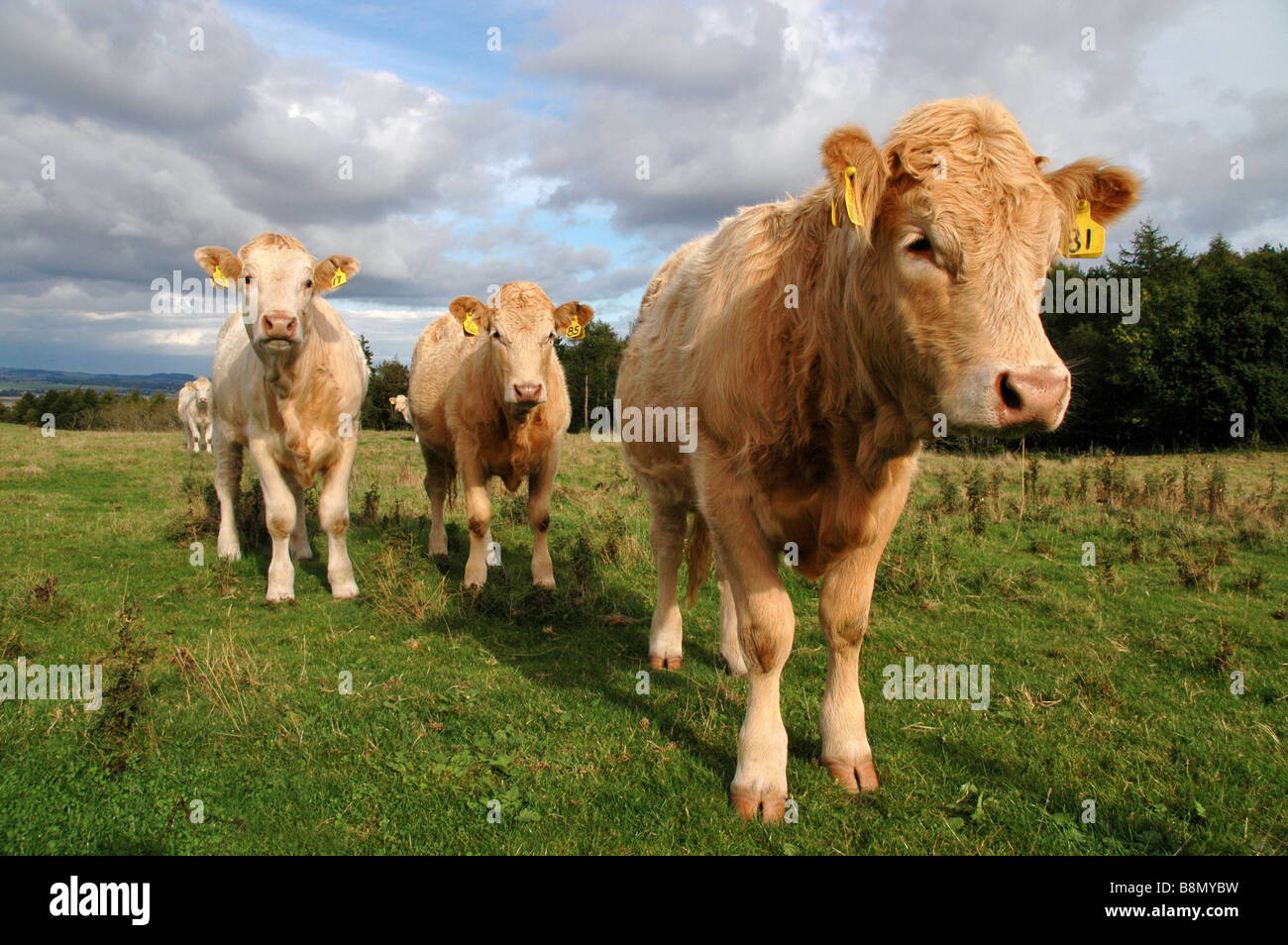 Le mucche in un campo estivo. Foto Stock