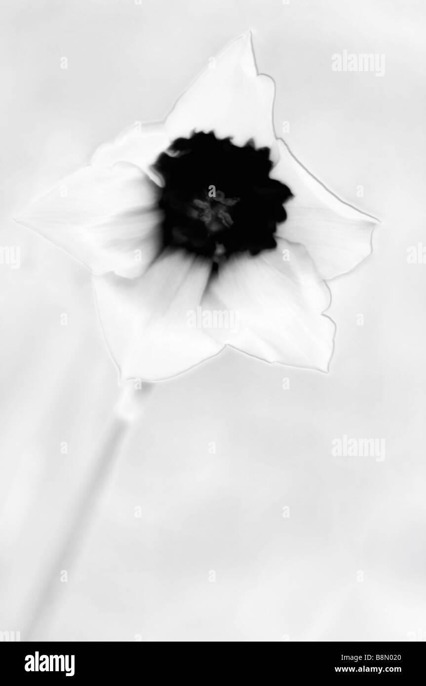 Immagine in bianco e nero della molla Daffodil Flower raggiungendo fuori Foto Stock