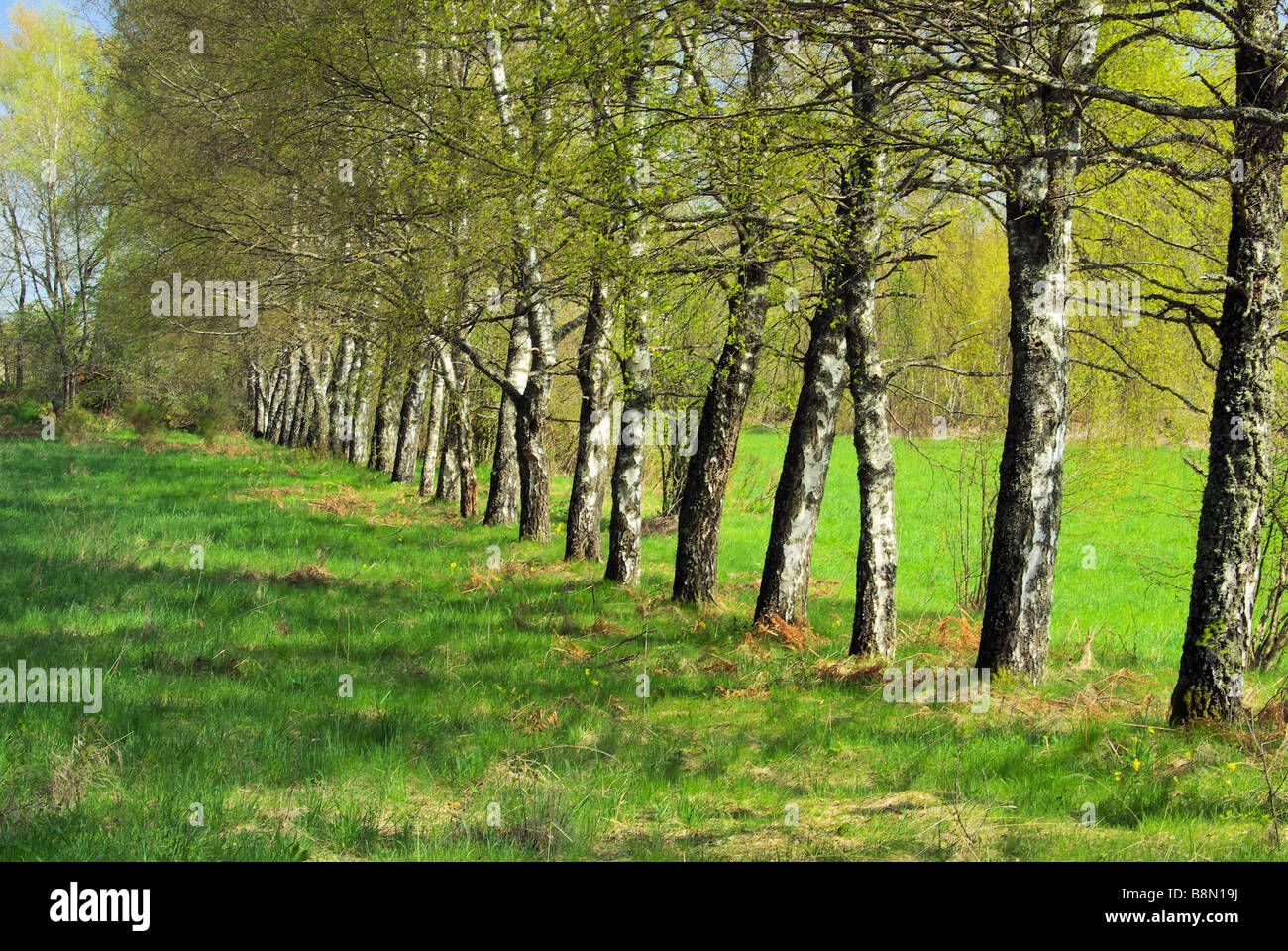 Birke Reihe birch riga 01 Foto Stock