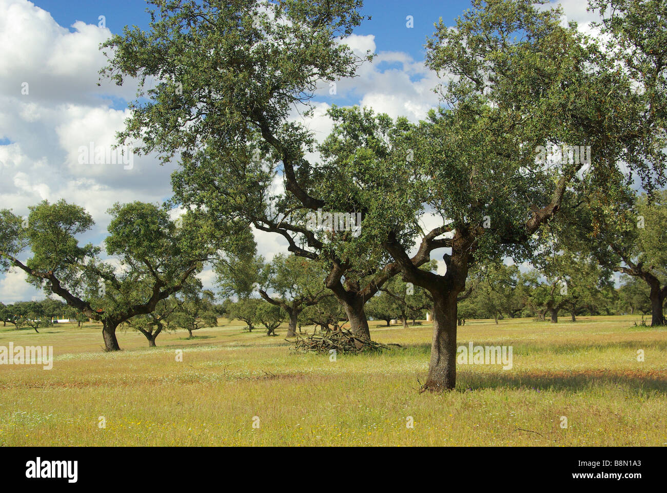 Dehesa 25 Foto Stock