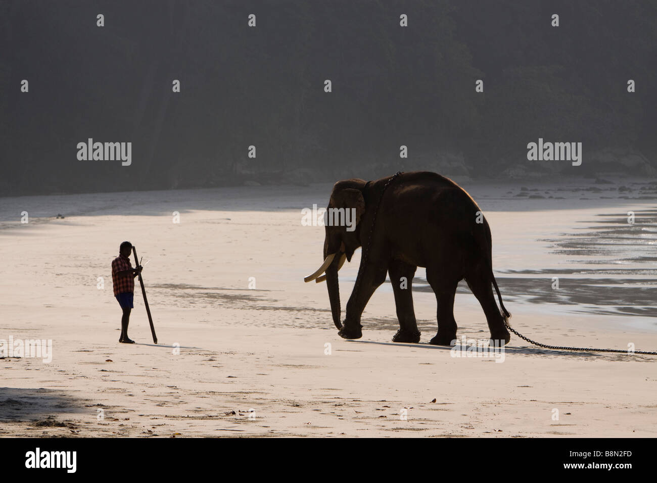 India Andamane e Nicobare Havelock island Radha Nagar elefante maschio e mahout Foto Stock